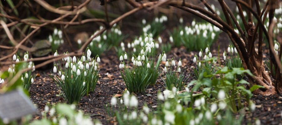 Snowdrop spectacular gives added zing to spring