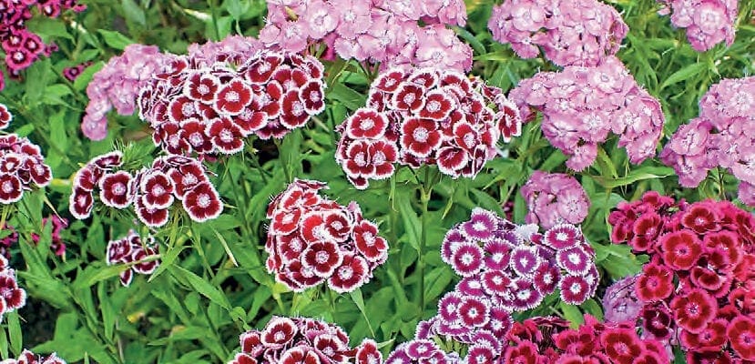 Flowers From Your Patch: Sweet William