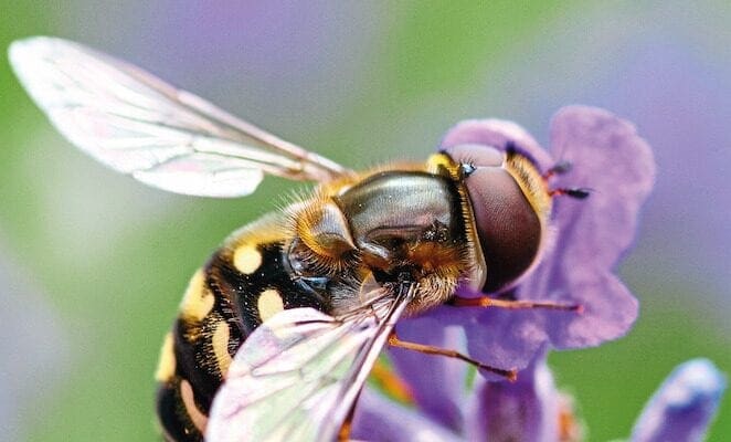 Fears for insects as numbers decline