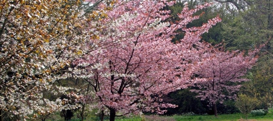 Spring spectacular at beautiful Batsford Arboretum