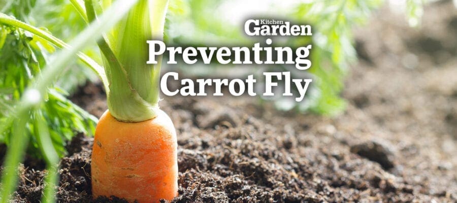 Video: How to Prevent Carrot Fly