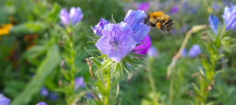 Gardeners ID best plants for bees