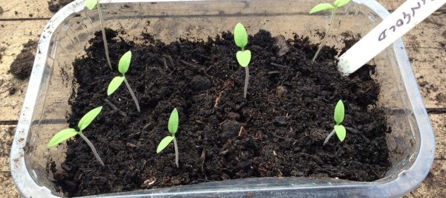 Leggy tomato seedlings?