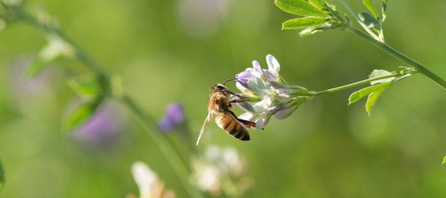 Five ways you can help protect the bees