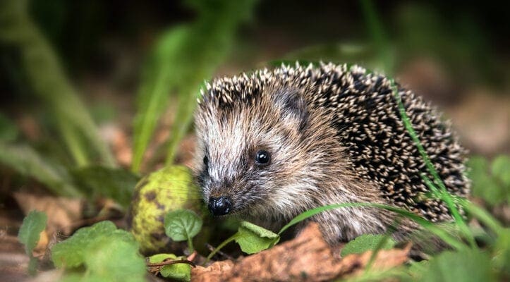 Seven tips to help hungry hedgehogs survive