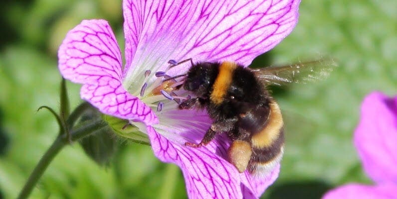 New study shows EU pesticide ban is failing to protect suburban bees