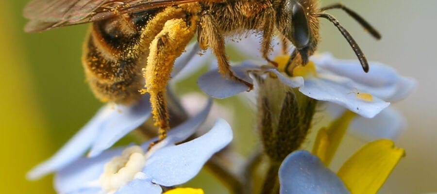 Thousands take part in Great British Bee Count – and there’s still time to join the buzz!
