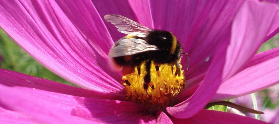 Bee more friendly to pollinators!