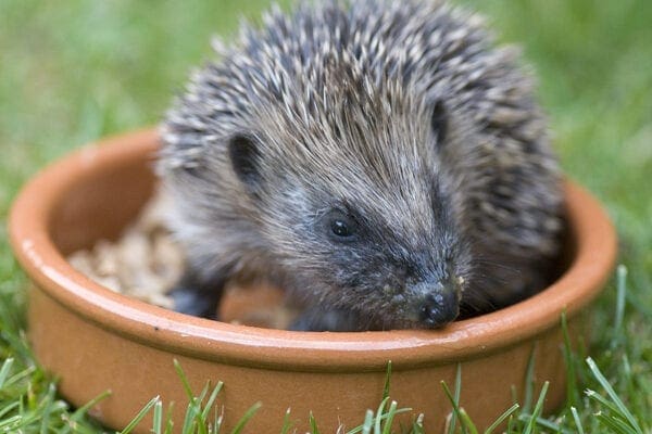 Be hedgehog-aware!