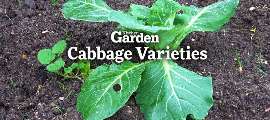 Video: Cabbage Varieties