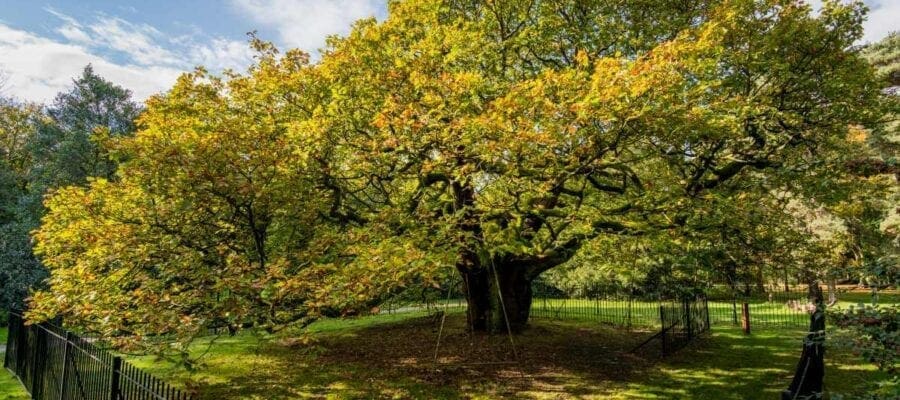 Liverpool’s Allerton Oak crowned England’s Tree of the Year