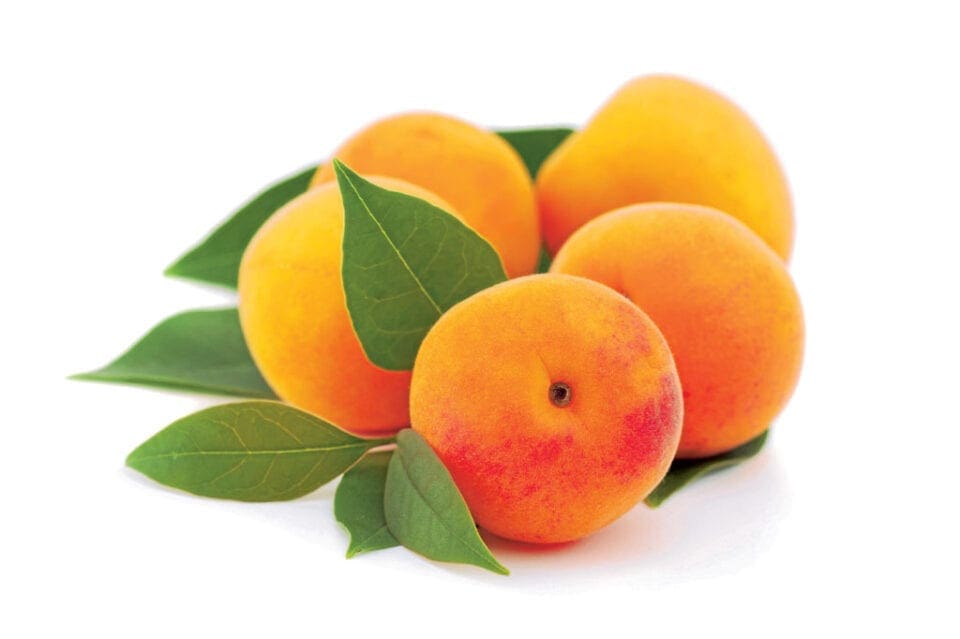 A bunch of Apricots on a white background. 