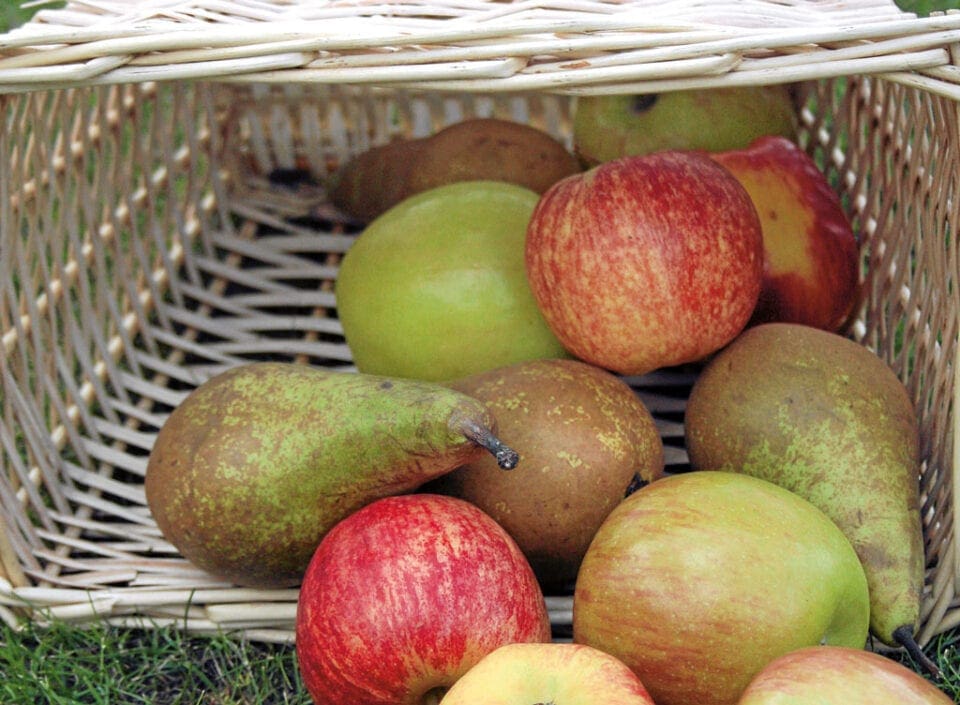 A basket of apples and pears.