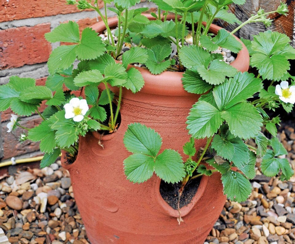 A fruit plant in a ground pot. 
