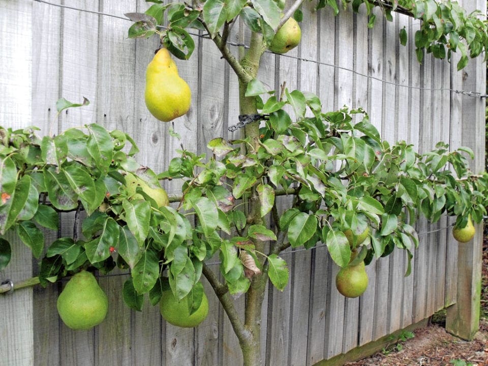 A pear tree leaning against a fence. 