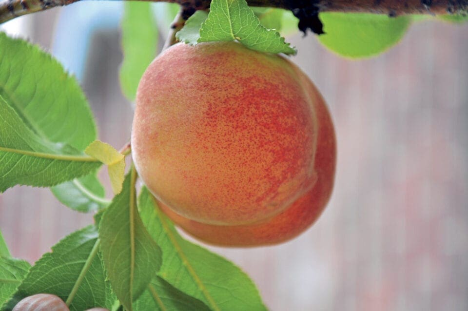 Peach growing