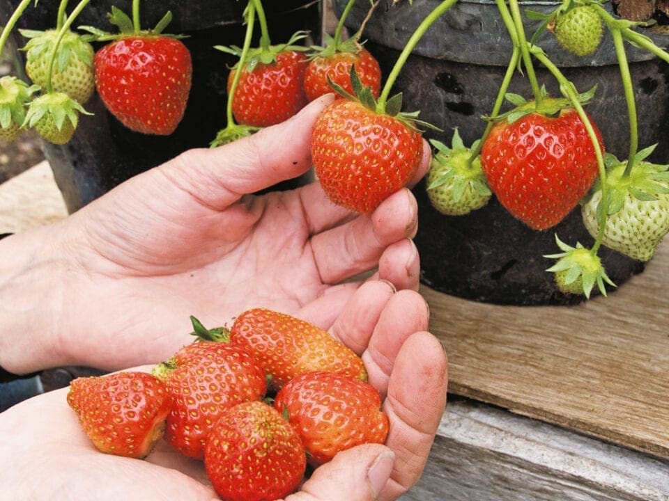 A hand grasping a ripe Strawberry on it's stem. 