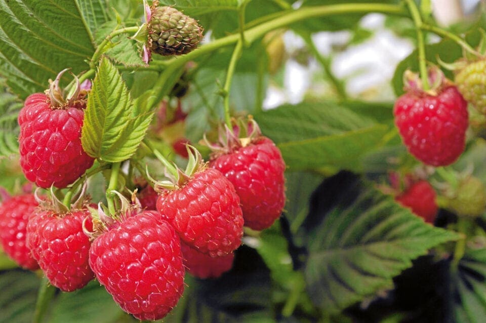 Raspberries growing - grow your own with this guide