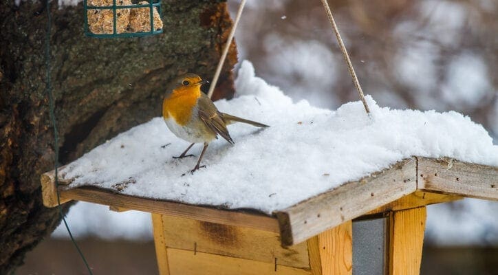 Garden Robin