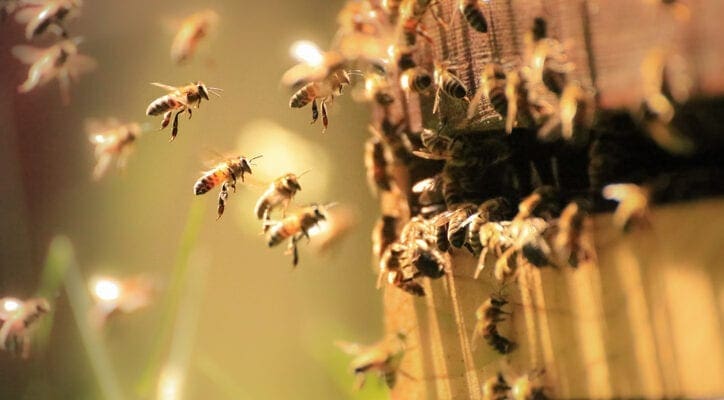 Celebrate World Bee Day May 20