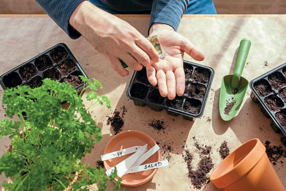 Hands holding a seed packet over a cell tray, surrounded by gardening tools and other cell trays on a table.
