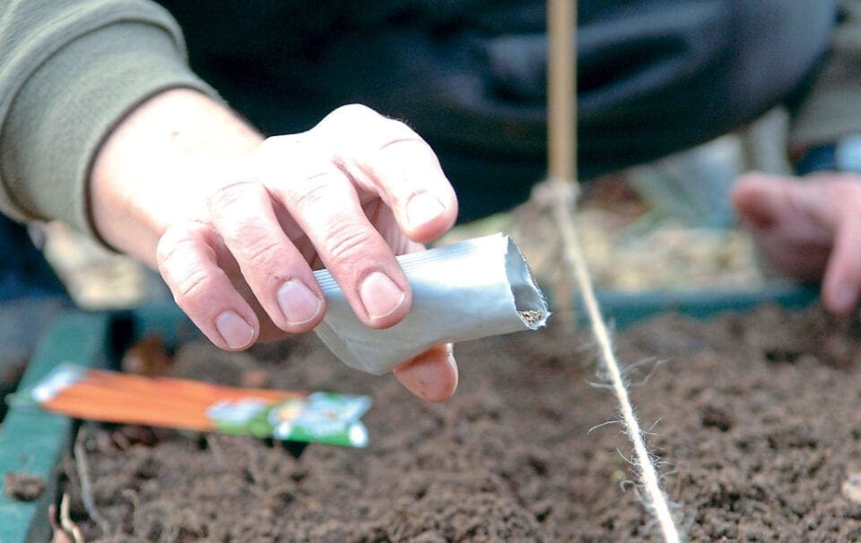 A person pouring seeds onto prepared soil in order to sow them.