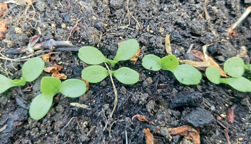 Some small sprouting plants in a row in the soil.