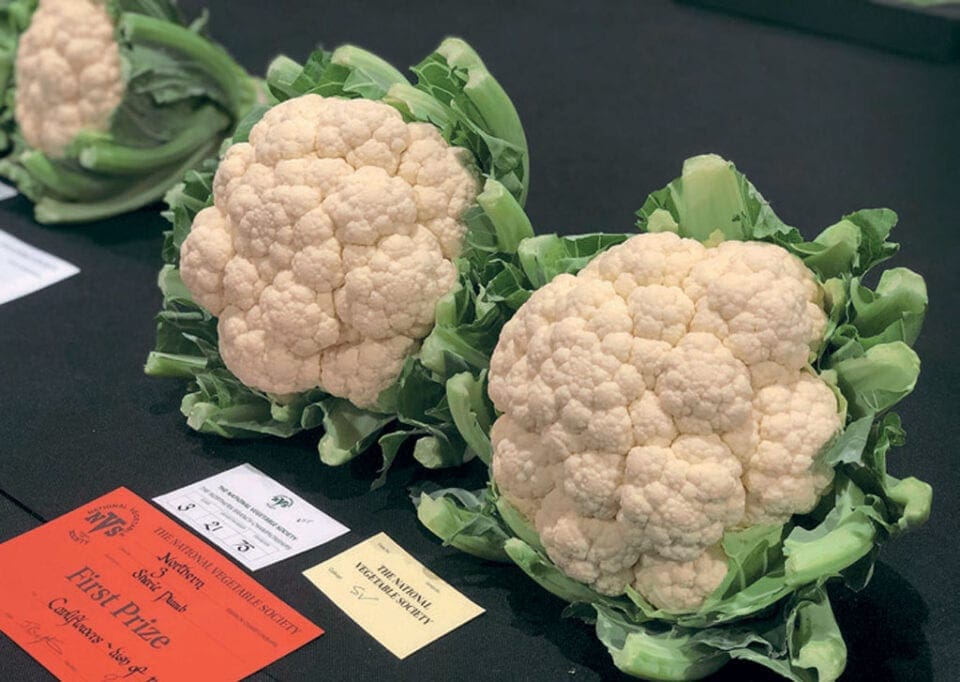 Two first prize winning Cauliflowers placed on a table.