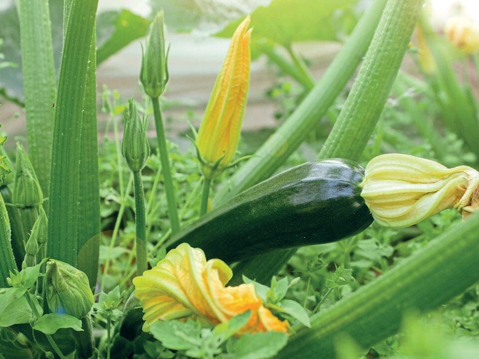 A close up of nearly fully grown courgettes with blossoms.