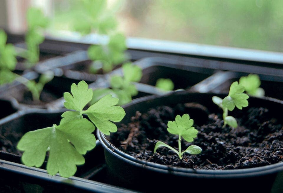 Sprouting celery plants in cell planters.