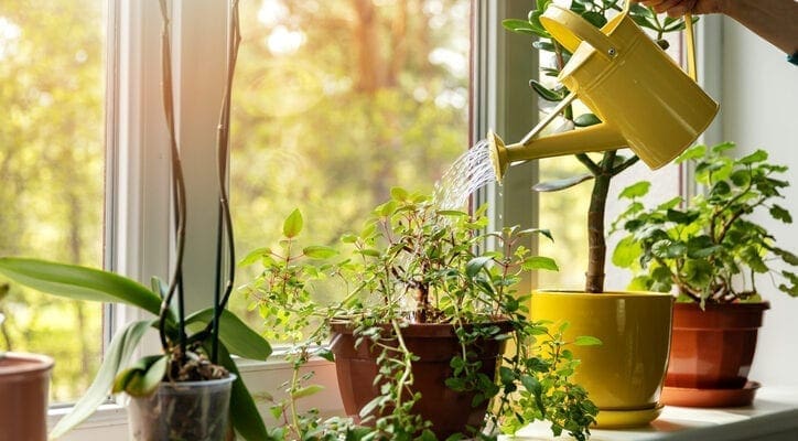 Watering houseplants using cooled cooking water