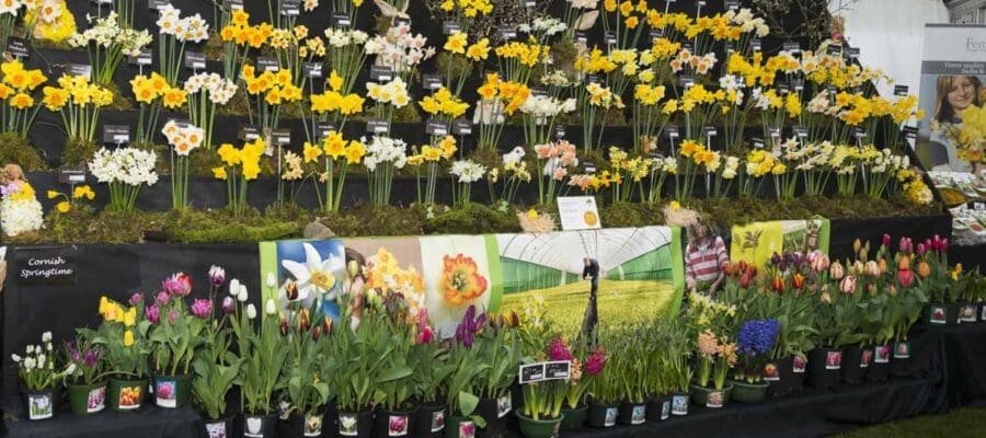 A display of daffodils at Cornwall Spring Flower Show. Photo Charles Francis