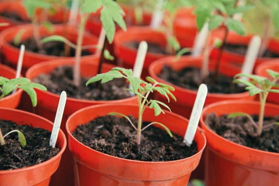 Tomato seedlings in pots.