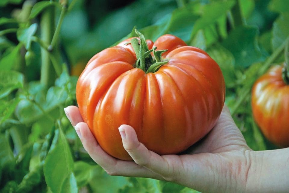 A large beefsteak tomato in the palm of Ben's hand.