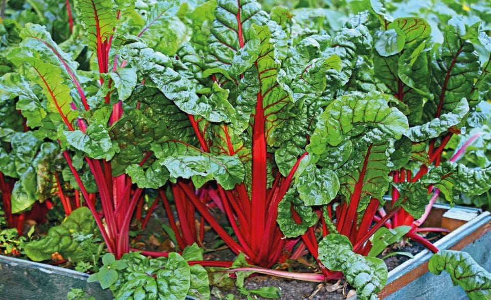 Chard growing in raised beds in the garden
