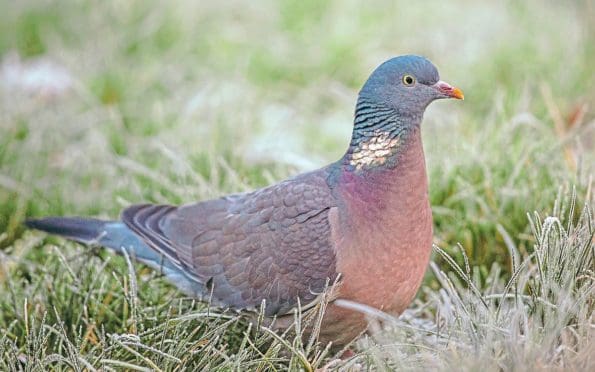 A pigeon in a frosty January garden.