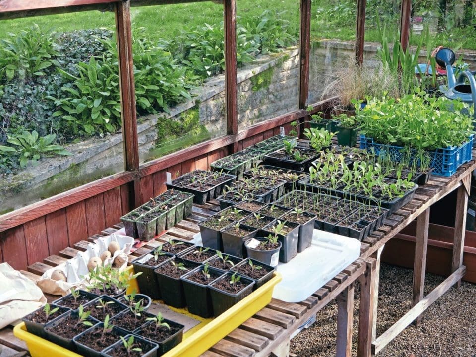 Greenhouse benches covered in pots and trays of seedlings.