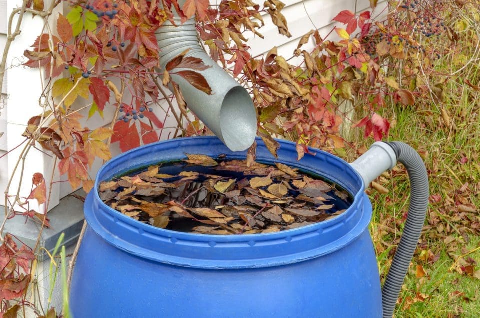 A plastic water butt without a lid filled with autumn leaves.