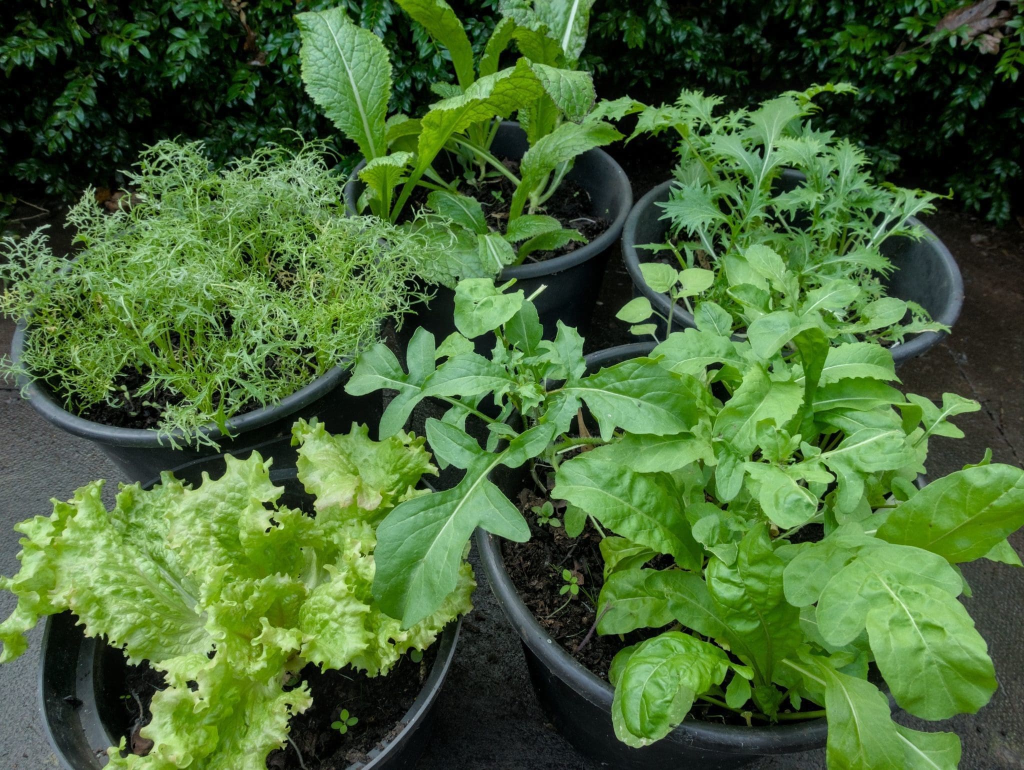 Kitchen Storm Update: Grow Your Own Food   Beat The Food Shortages! - cb5dcy4