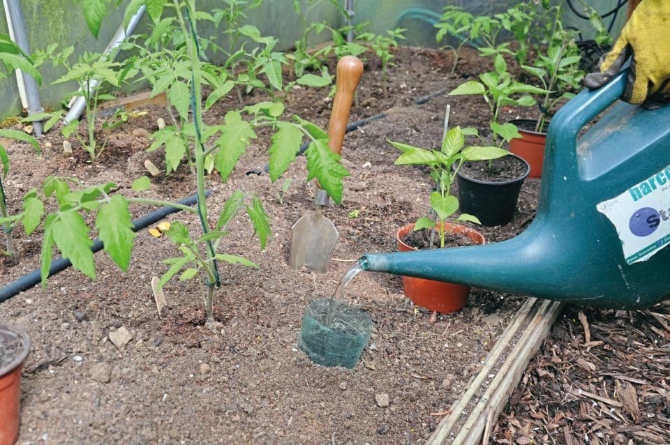 Pouring water from a watering can into a cut water bottle buried in soil near plants