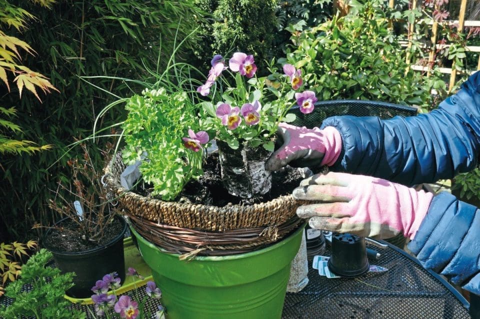 Filler herbs such as parsley and blooms such as violas are placed around the edges of the herb hanging basket.