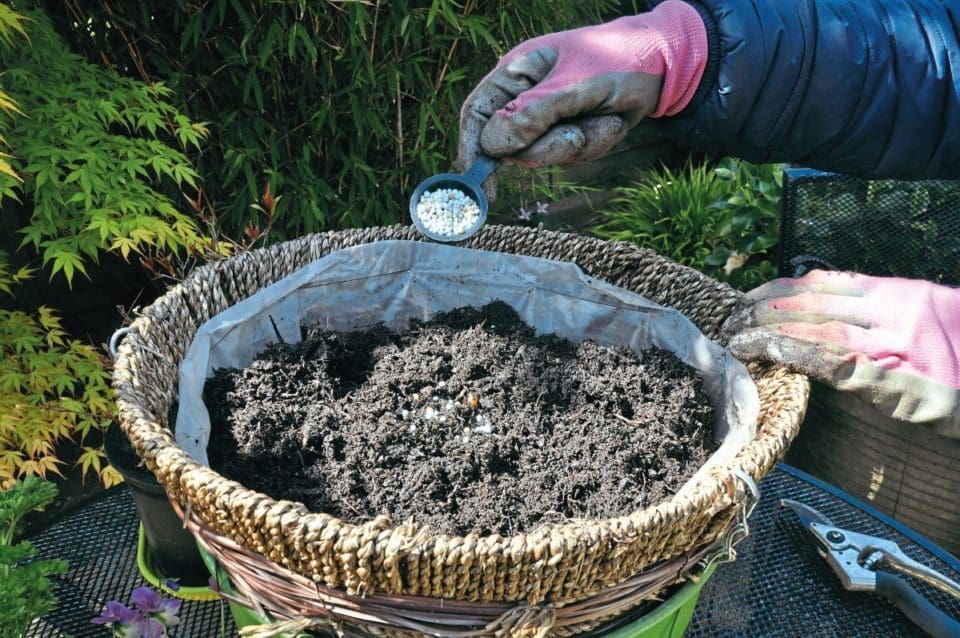 Controlled release fertiliser is poured into a wicker hanging basket already filled with peat-free compost