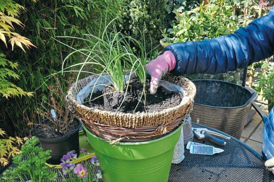 Tall herbs such as chives are placed into the centre of the wicker hanging basket