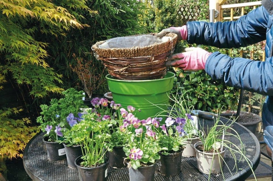 A wicker hanging basket is held up for the camera, on the table are many pots of herbs such as chives and parsley, as well as viola blooms.
