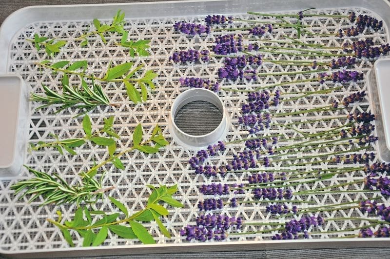 herbs and flowers laid out in the tray of a dehydrator