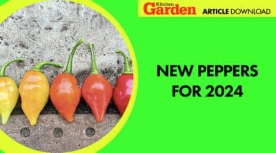 Article download: New peppers for 2024