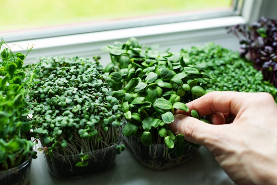 Fast-growing microgreens growing on a windowsill