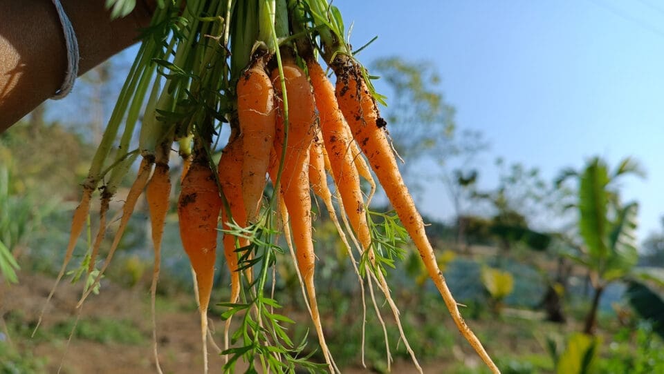 A hand holding freshly harvested baby carrots