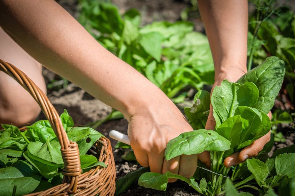 Hands harvesting growing spinach, among the fastest-growing vegetables