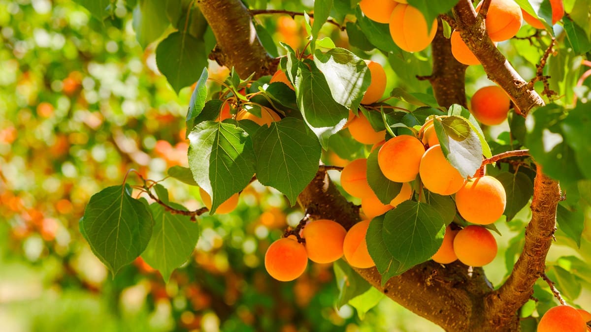 Kitchen Garden Magazine | Grow Guides: Apricots